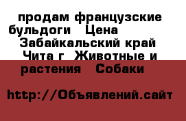 продам французские бульдоги › Цена ­ 10 000 - Забайкальский край, Чита г. Животные и растения » Собаки   